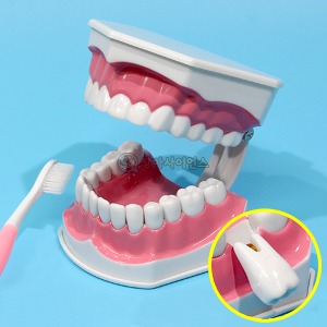 치아모형(치아 분리형)