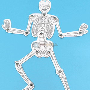 SA 야광 인체골격과 장기모형(5인 세트)