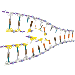 DNA&amp;mRNA조립키트