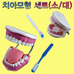 치아모형세트(소형)