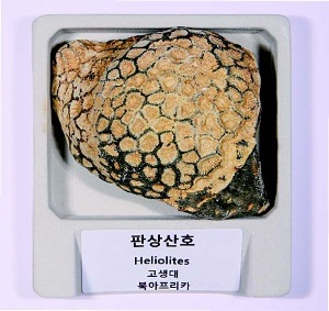 전시용산호화석