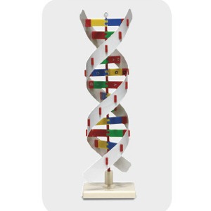 DNA모형(기본형)