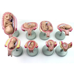 인체태아성장과정모형R
