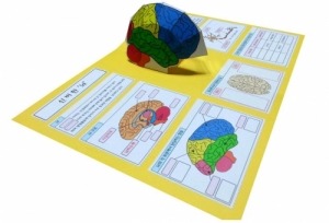 뇌 팝업북 만들기(뇌과학, 인체)